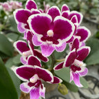 Phalaenopsis Younghome Chocolate (Big Lip)