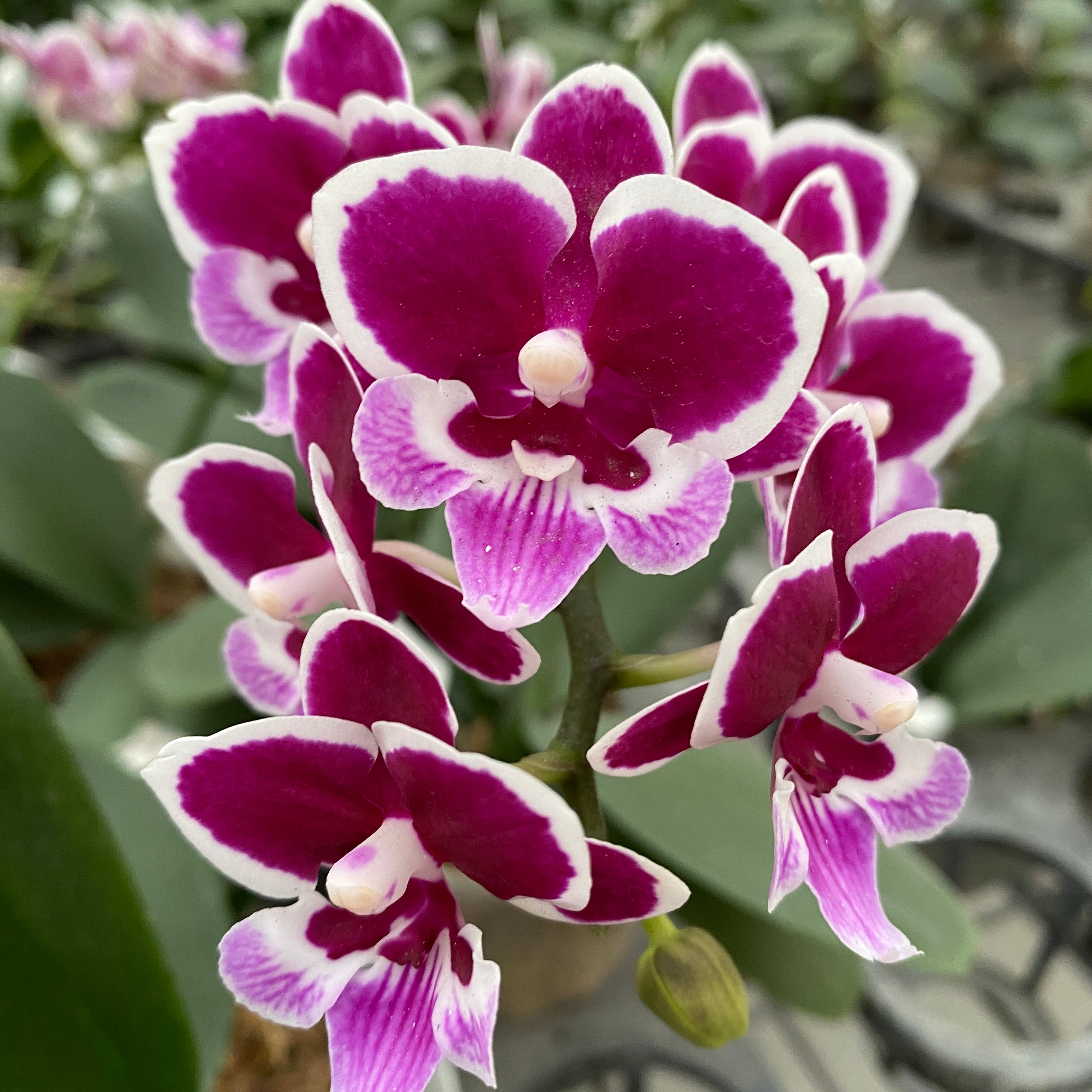 Phalaenopsis Younghome Chocolate (Big Lip)