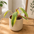 Philodendron Strawberry Shake