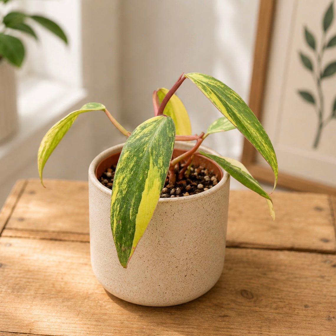 Philodendron Strawberry Shake