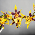 Oncidium Holm’s Wizard Yellow - flori intens parfumate
