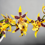 Oncidium Holm’s Wizard Yellow - flori intens parfumate