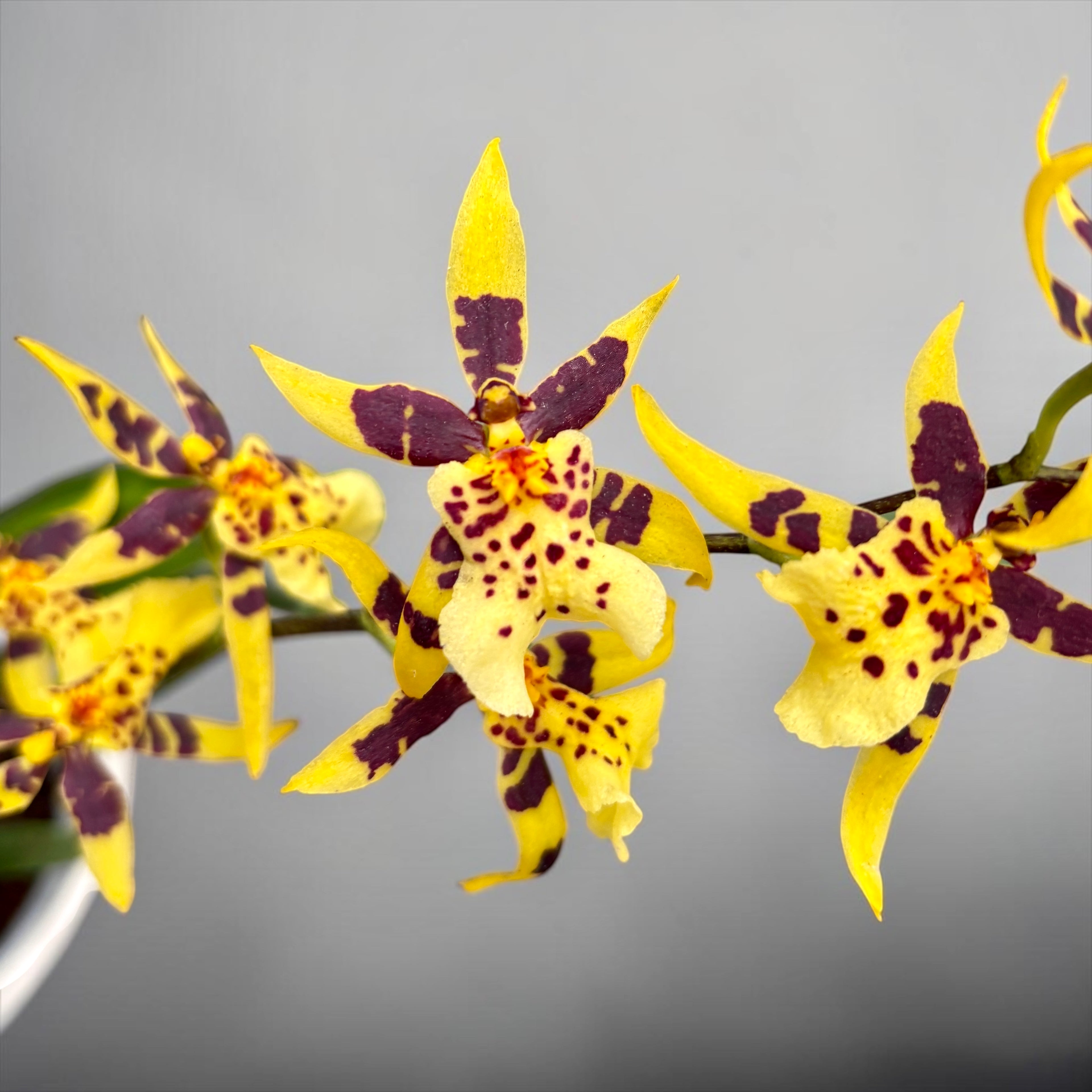 Oncidium Holm’s Wizard Yellow - flori intens parfumate