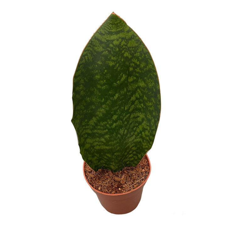 Sansevieria grandis