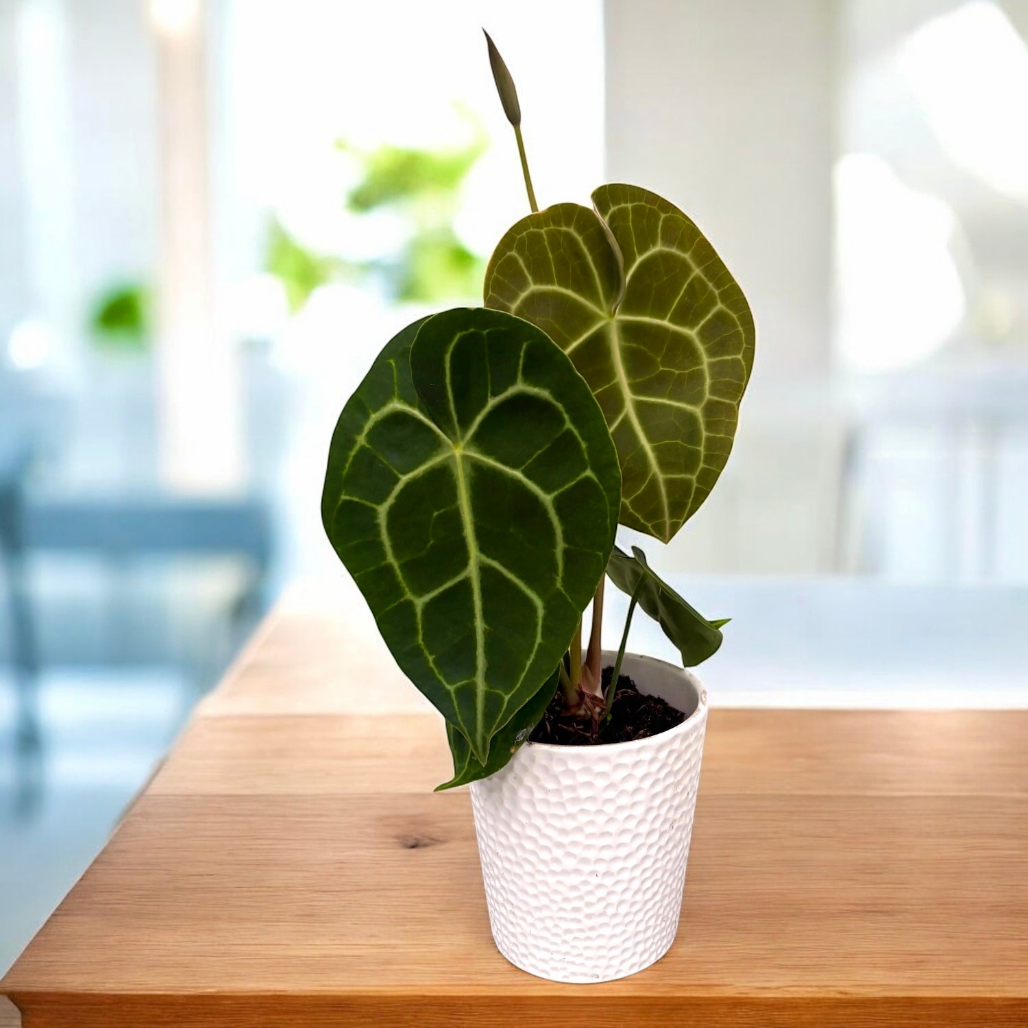 anthurium blume Anthurium clarinervium – kasvitieteellinen aarre – Secret Garden Plant Shop