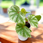 Begonia sp. Temuyuk 'Silver'