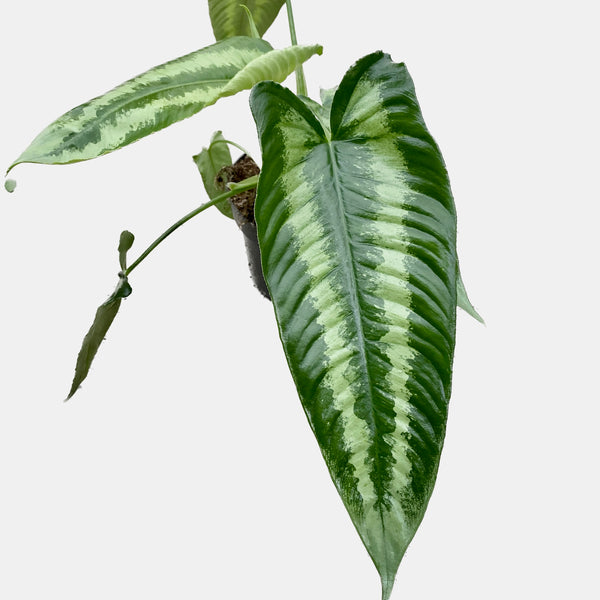 Schismatoglottis wallichii 1 Stück (defekte Blätter)