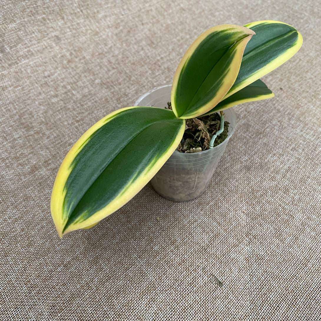 Phalaenopsis Chia E Yenlin (variegata & butterfly)