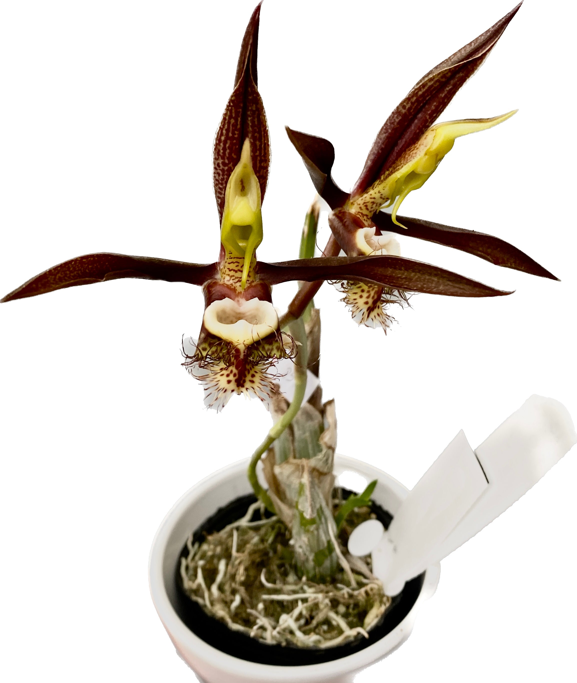 Catasetum saccatum 'Beard'