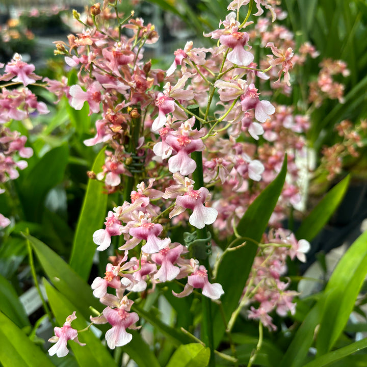 Oncidium Rosy Sunset