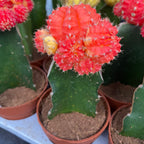 Gymnocalycium mix - Színes oltott kaktuszok (Gymnocalycium mihanovichii Japan)