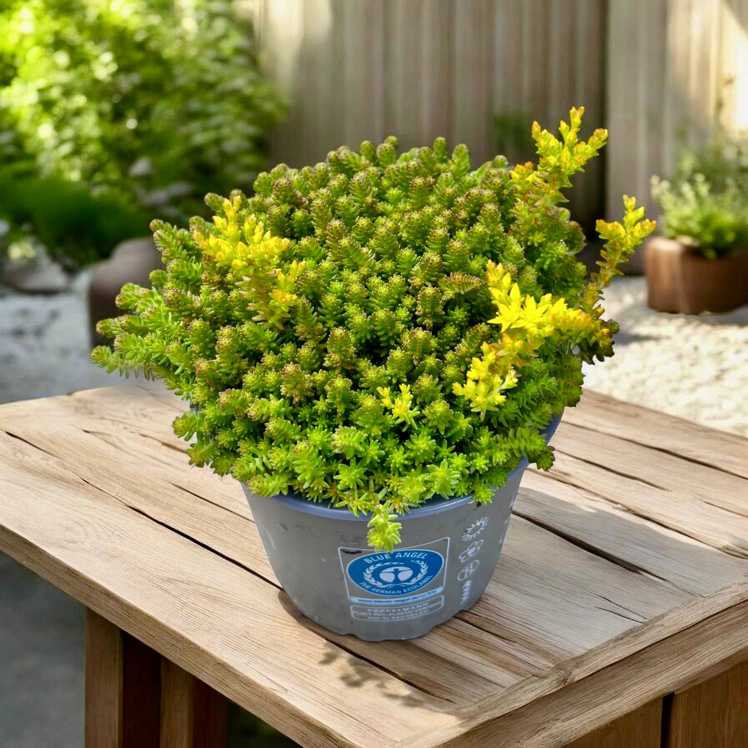 Sedum sexangulare (iarba grasa taratoare) – covor verde dens, usor de intretinut