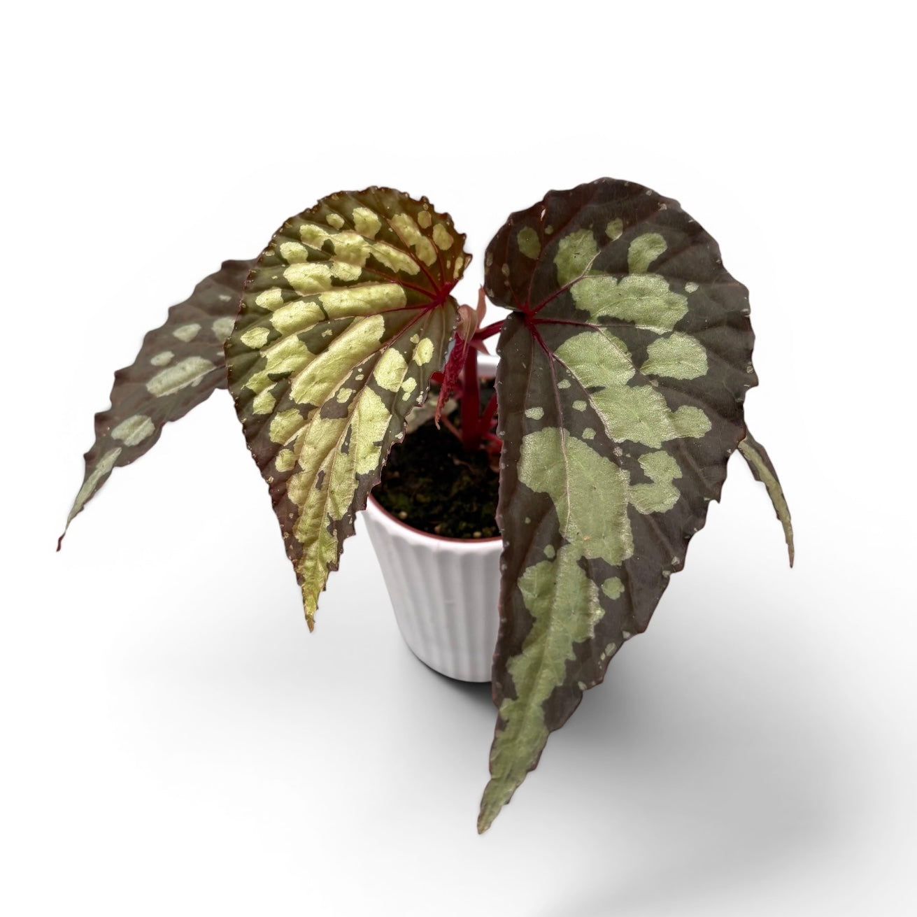 Exotic indoor begonias – Secret Garden Plant Shop