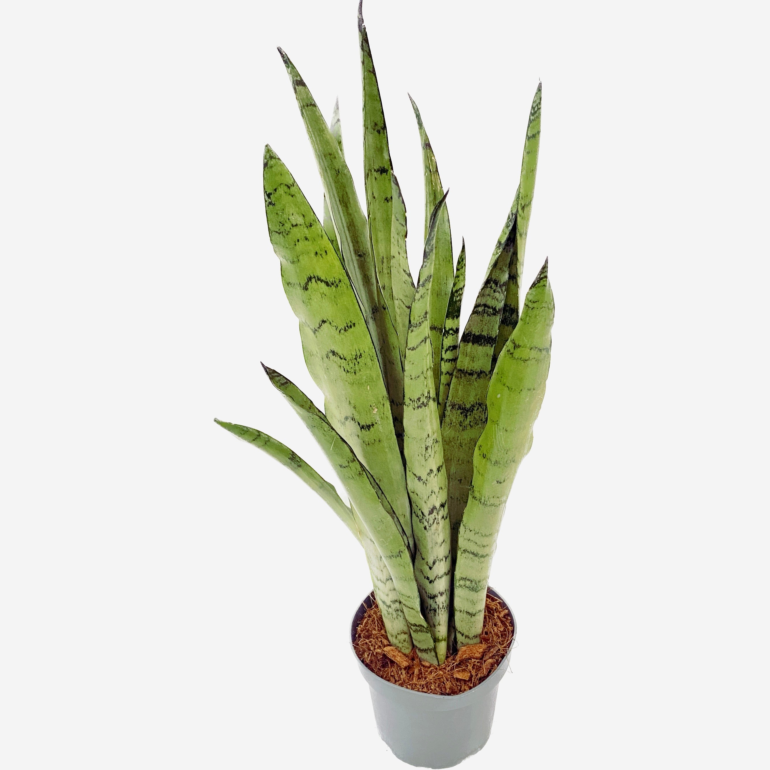 Sansevieria 'Spearmint'