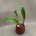 Rlc. Chialin Emperor