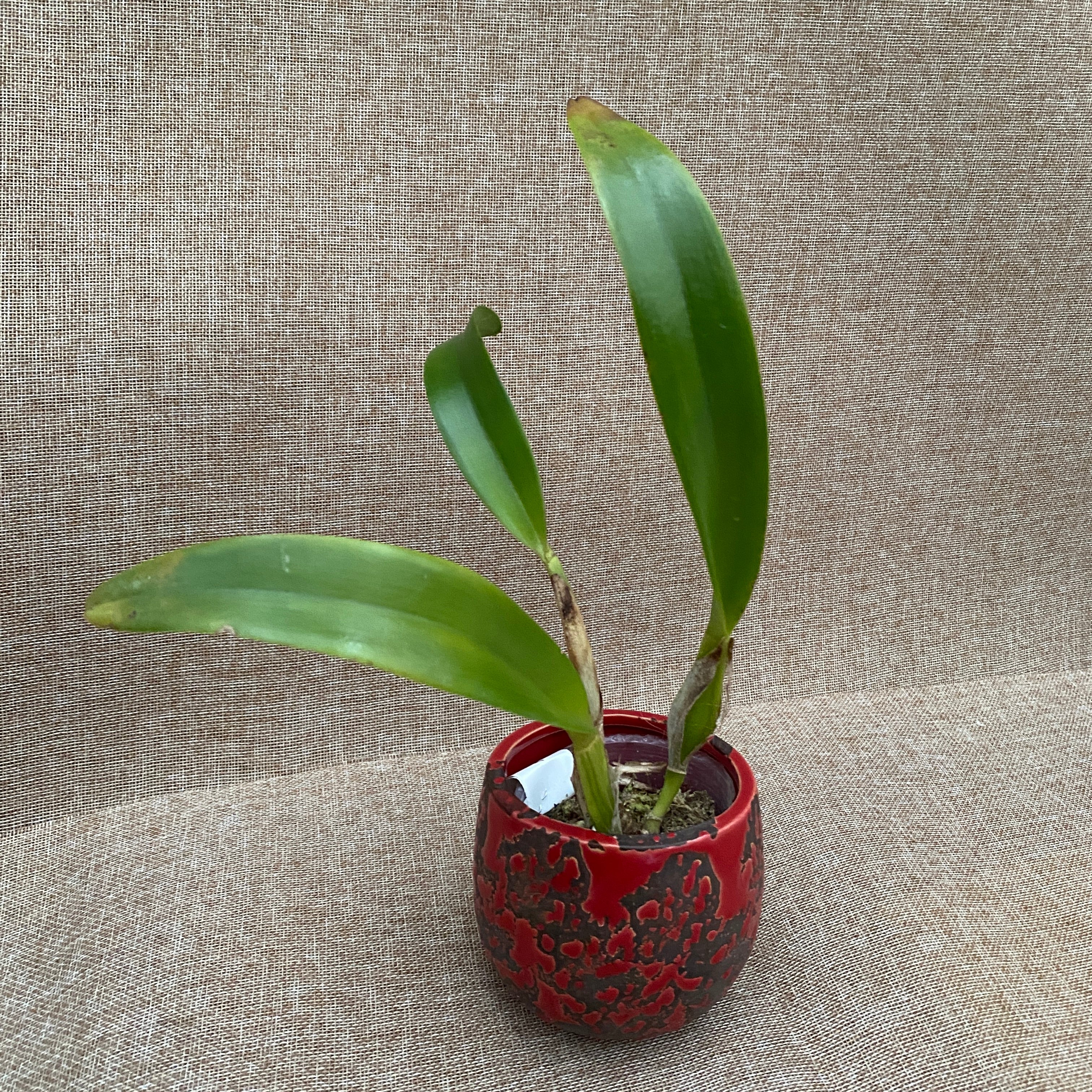 Rlc. Empereur Chialin