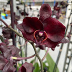 Phalaenopsis Black Jack