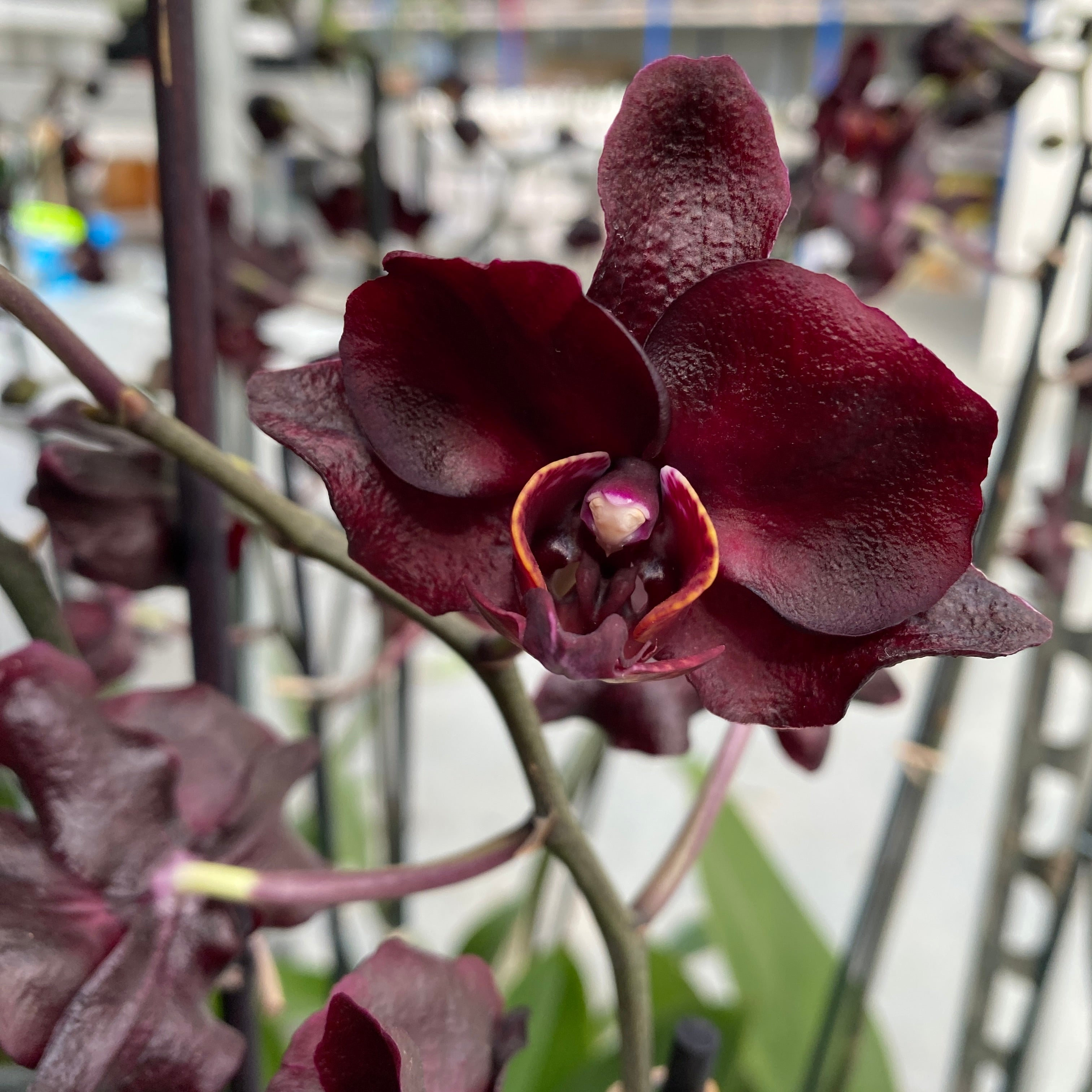 Phalaenopsis Black Jack