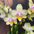 Phalaenopsis Yellow Sun - flori parfumate