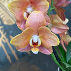 Phalaenopsis Hornglin (Phal. 109311) (flori pelorice)