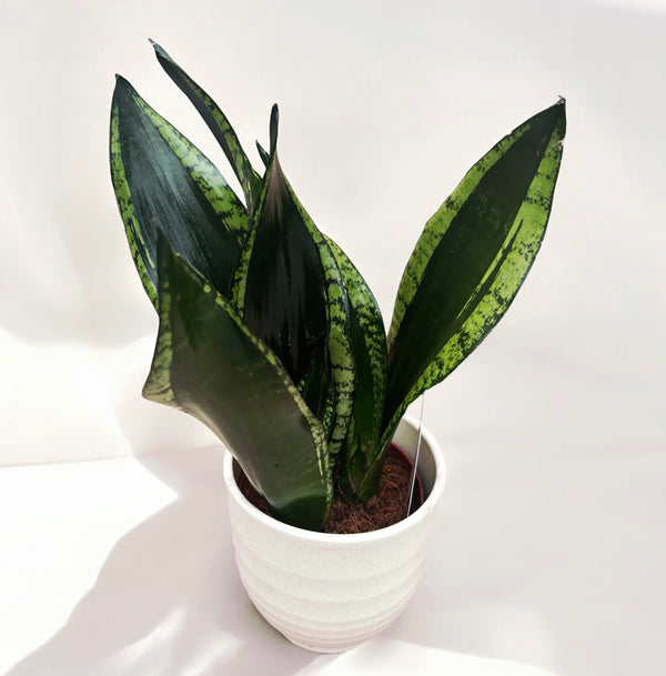 Sansevieria Silver Flame (Whitney)