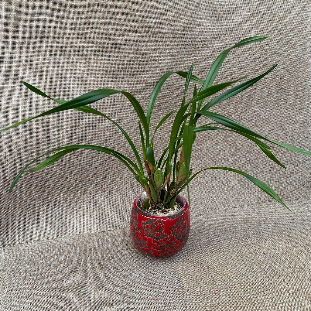 Maxillaria Memoria Ben Berliner