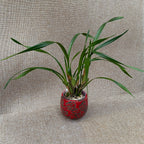 Maxillaria Memoria Ben Berliner