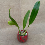 Rlc. Tainan Gold - dišeče XL rože