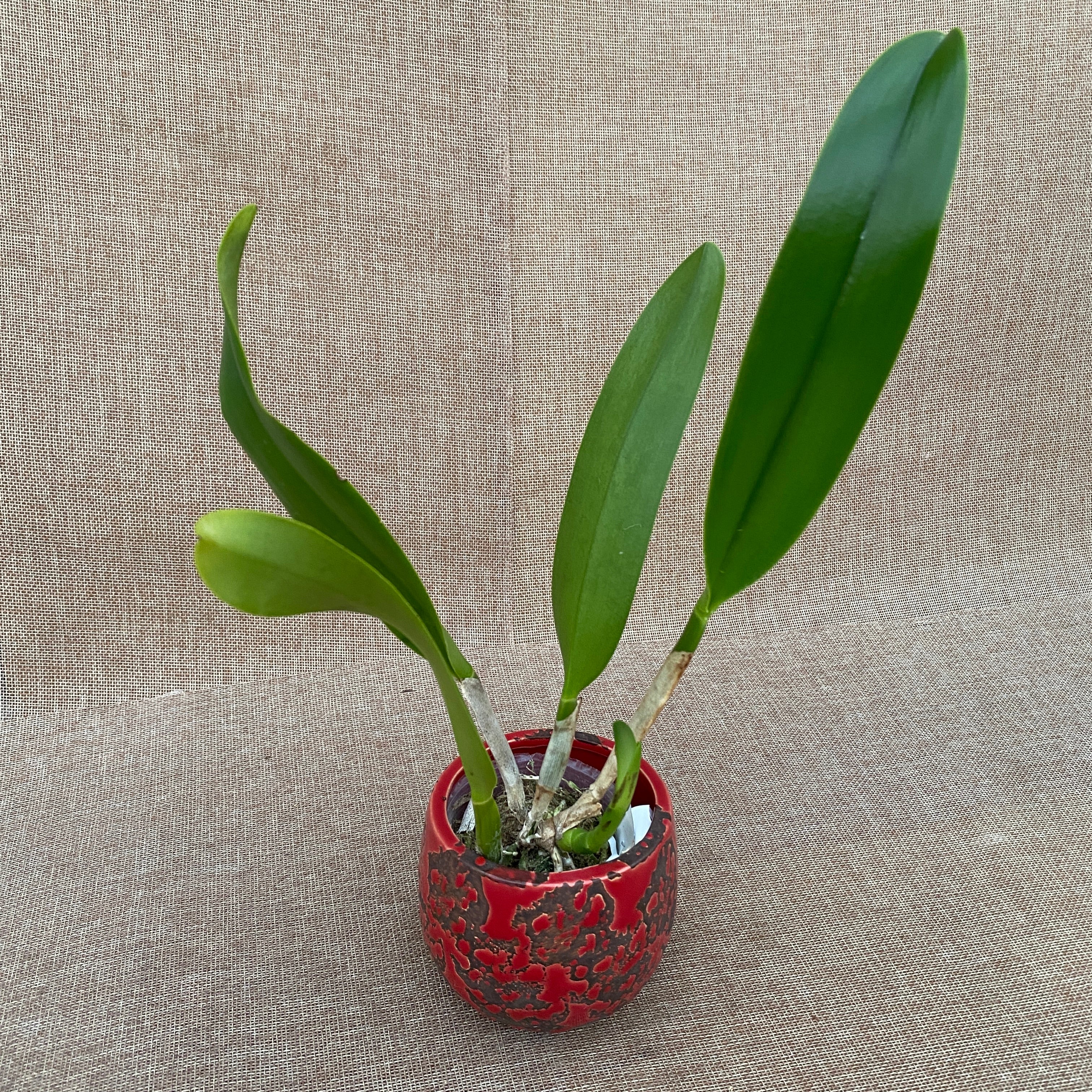 Rlc. Tainan Gold - dišeče XL rože