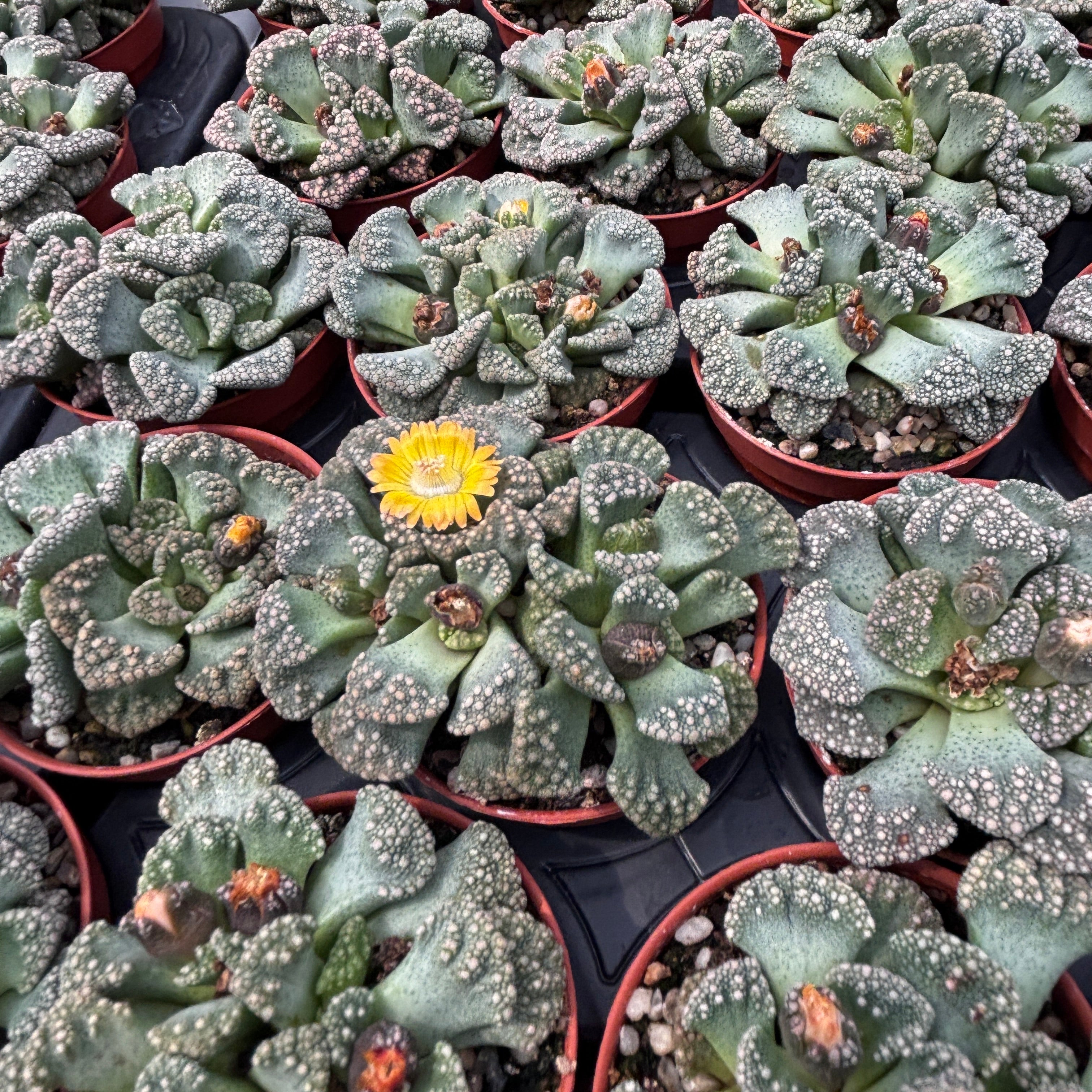 Titanopsis calcarea