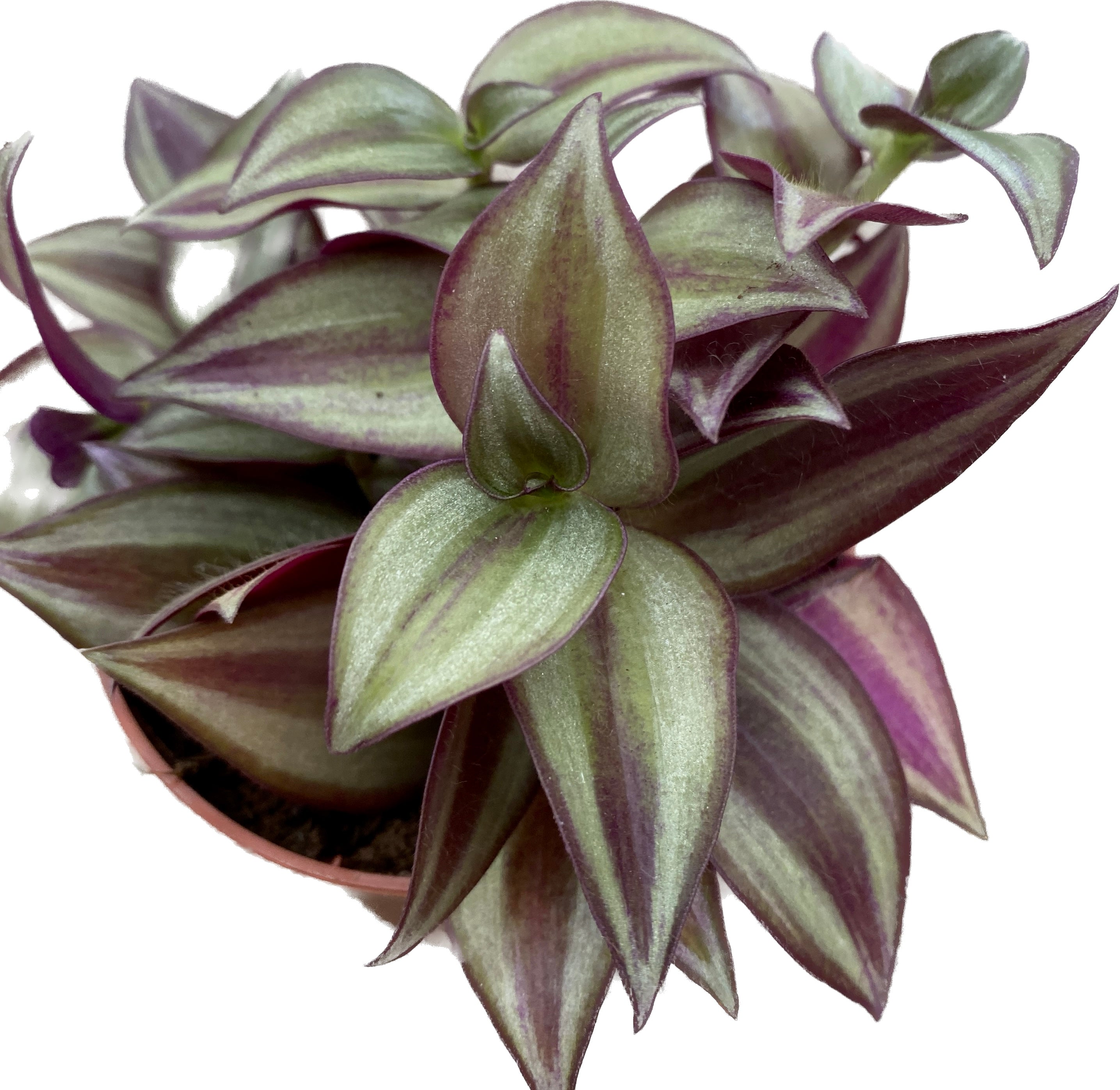 Tradescantia zebrina Silver (babyplant) +3pp