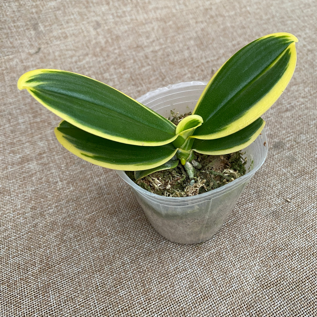 Phalaenopsis Sogo Vivien 'SOGO F858' (variegata & peloric)