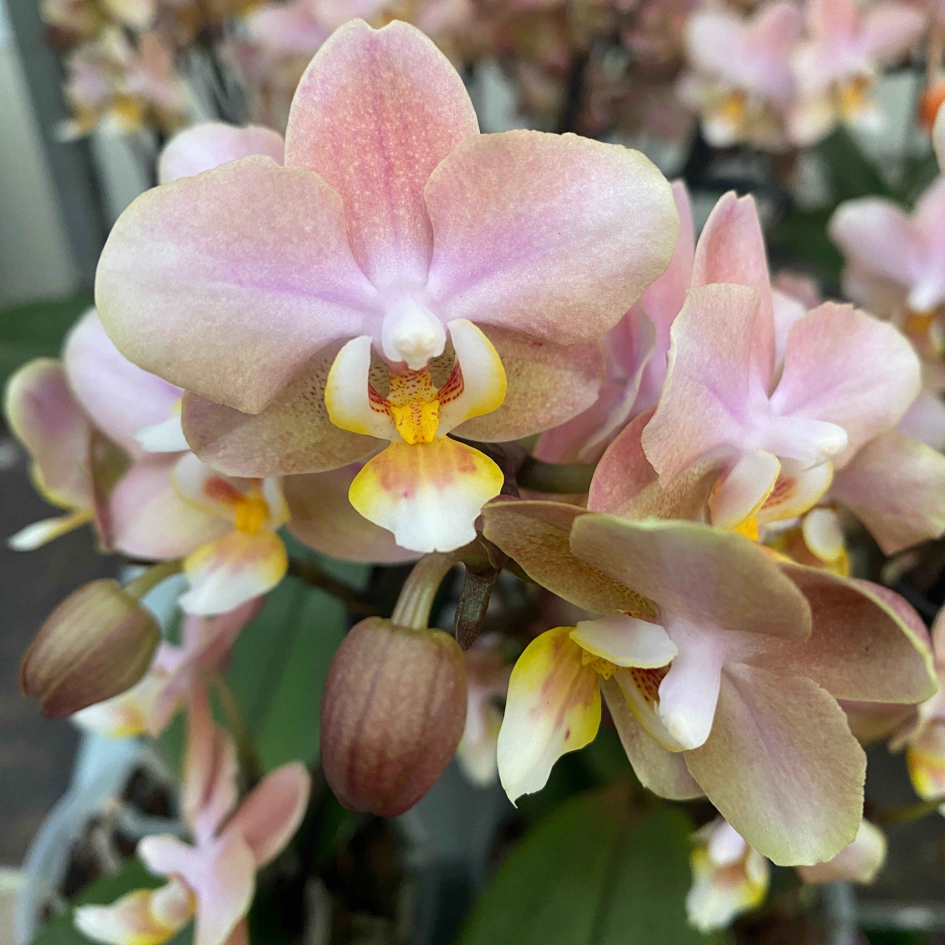 Phalaenopsis Aromio Powdery - flori intens parfumate