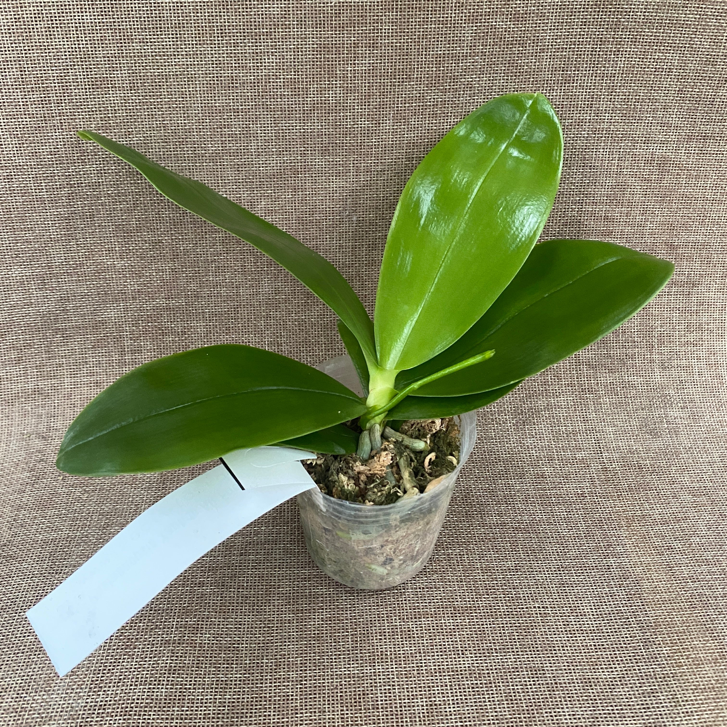 Phalaenopsis Yaphon All Friends '724'