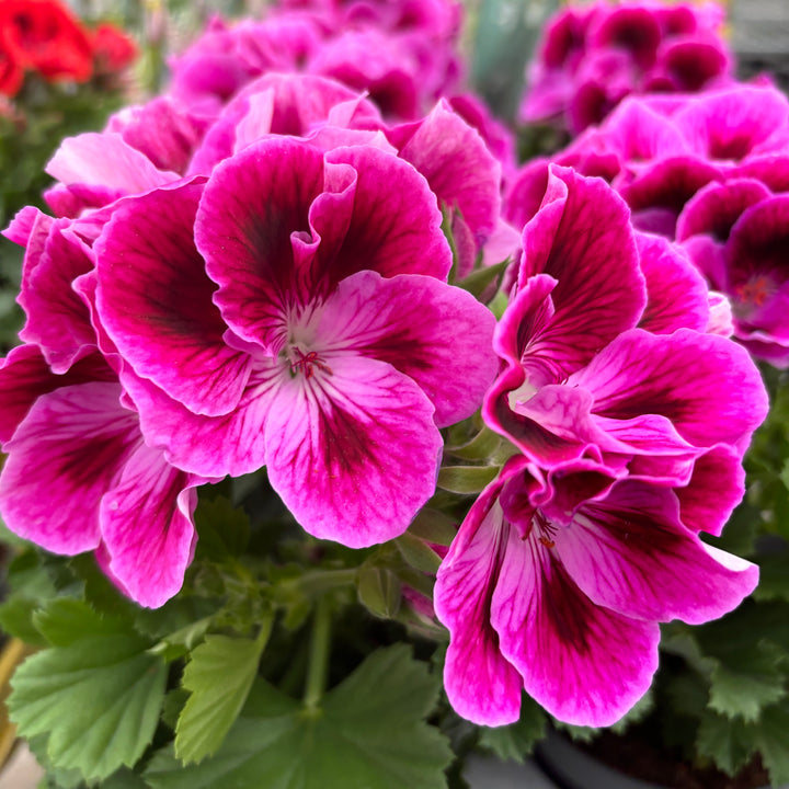 Pelargonium grandiflorum 'Don Mario'