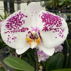 Phalaenopsis Singolo Owari - floarea XXL