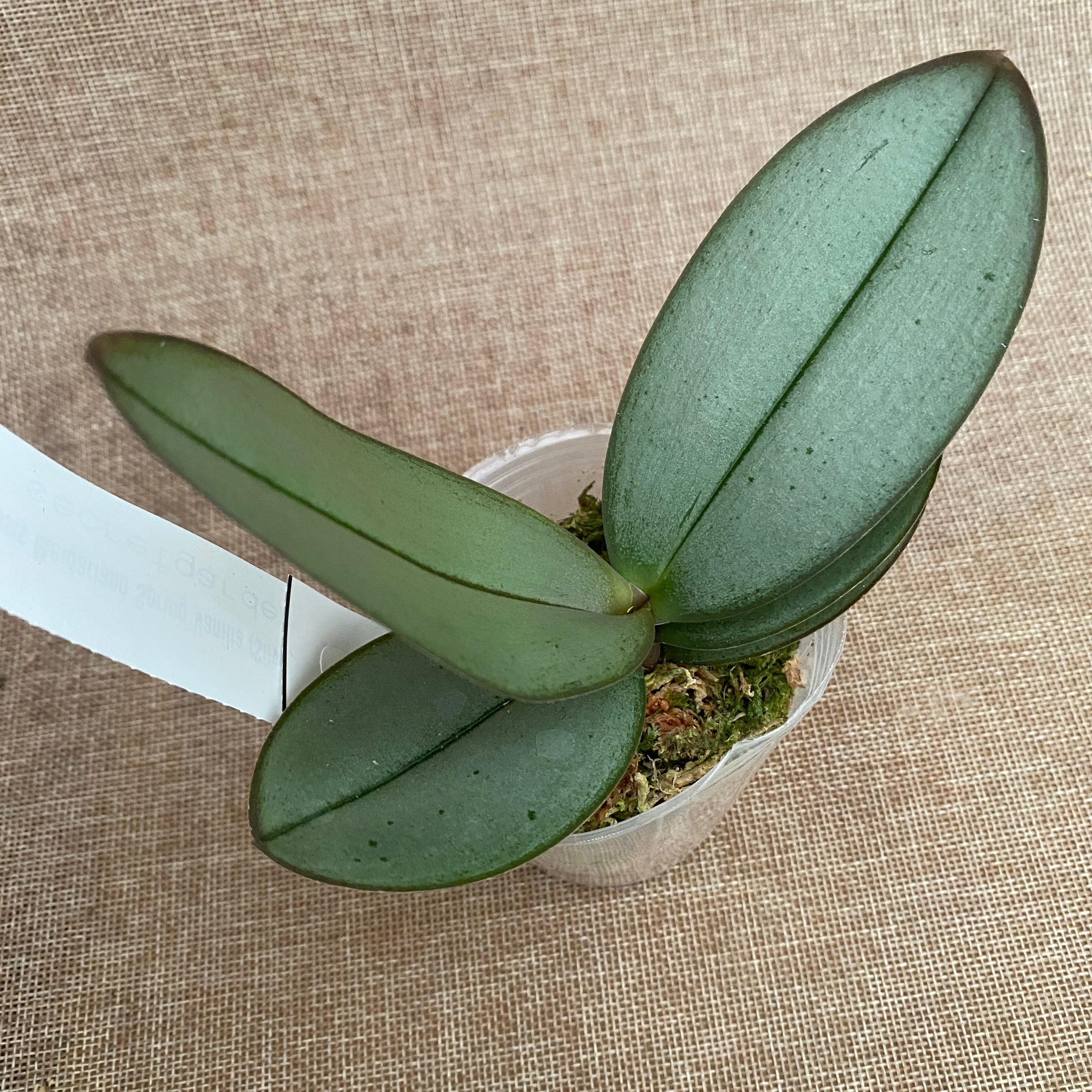 Phalaenopsis Meidarland Spring Vanille (Feuilles Argentées)