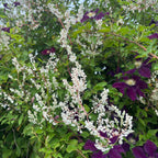 Fallopia aubertii (Polygonum aubertii) - enredadera de crecimiento rápido y floración abundante