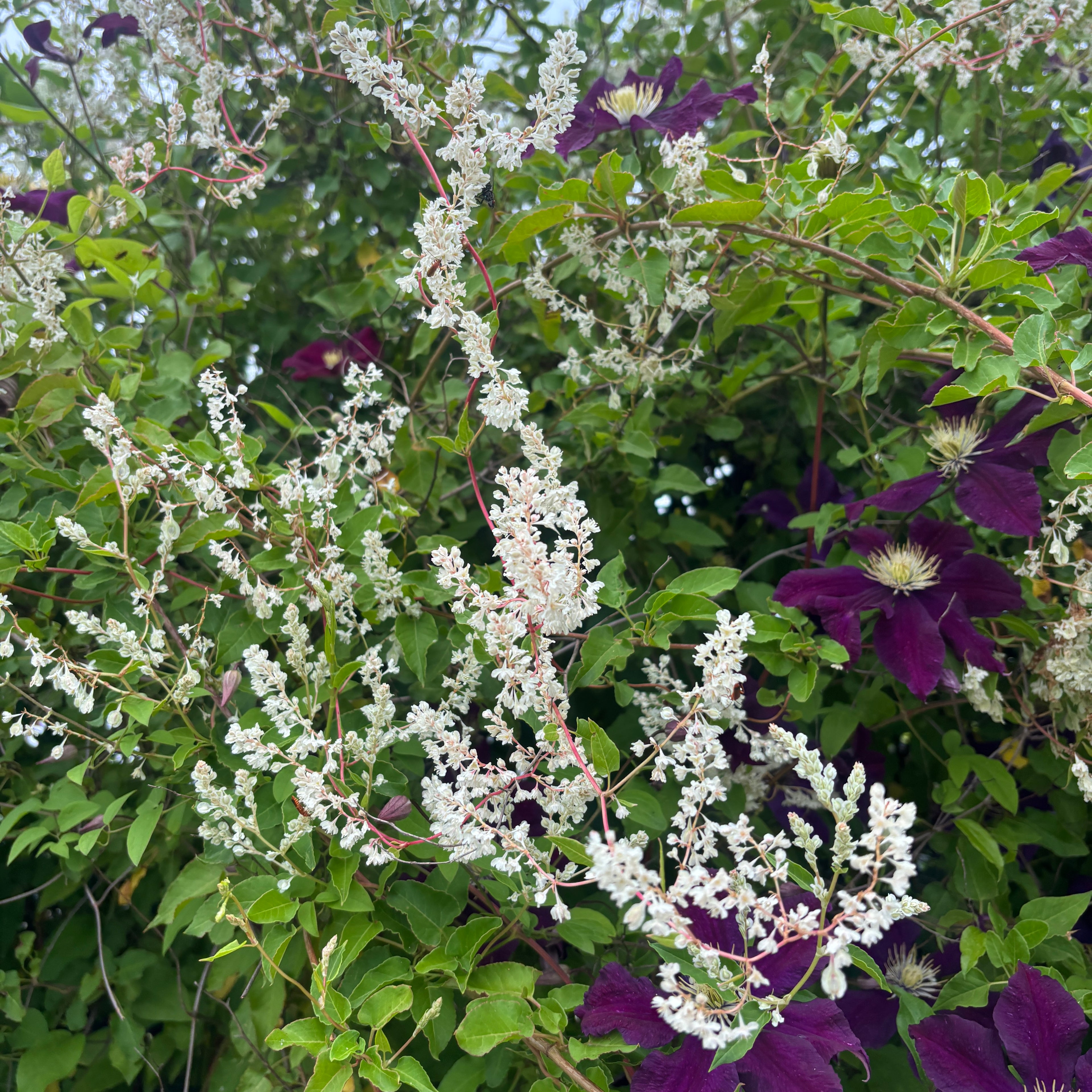 Fallopia aubertii (Polygonum aubertii) - enredadera de crecimiento rápido y floración abundante