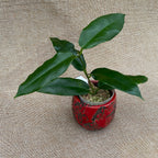 Hoya archboldiana 'White' - flori mari, parfumate