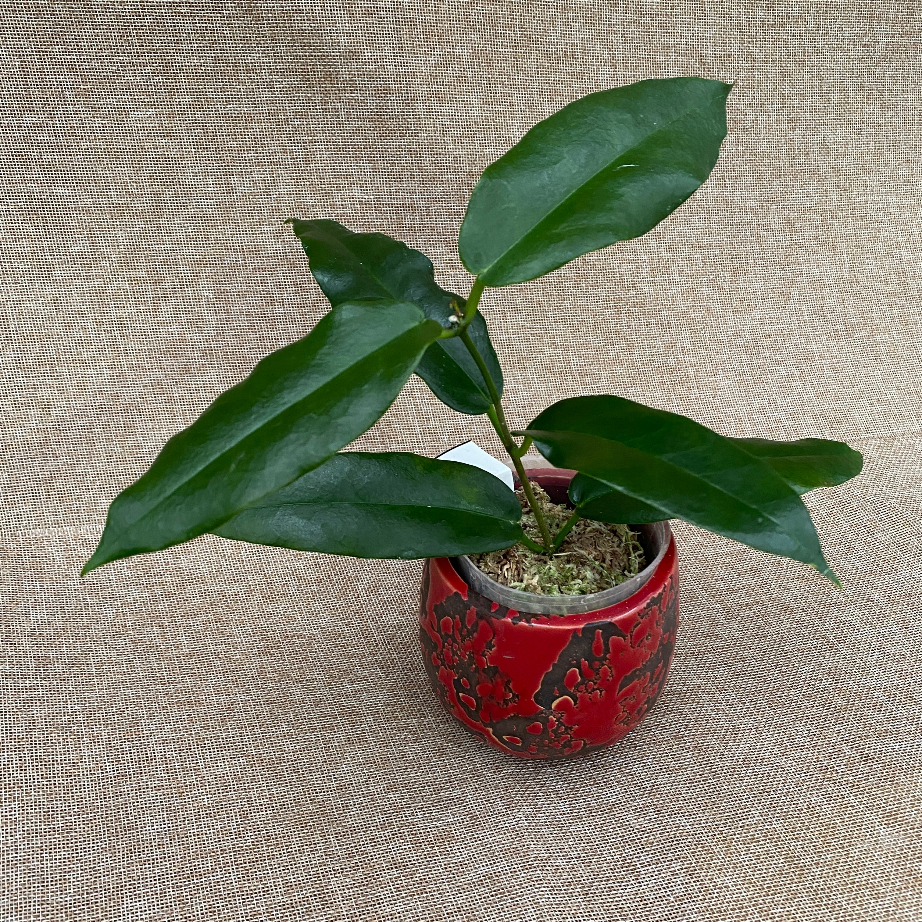 Hoya archboldiana 'White' - flori mari, parfumate