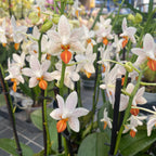 Phalaenopsis Mini Mark