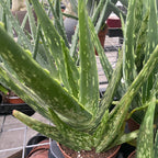 Aloe Vera Variegata