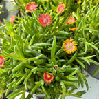 Delosperma Lido ‘Fire’ (jégvirág, kristályvirág)