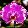 Phalaenopsis Victoria - XXL цвете (14 см)