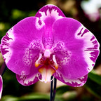 Phalaenopsis Victoria - květ XXL (14 cm)