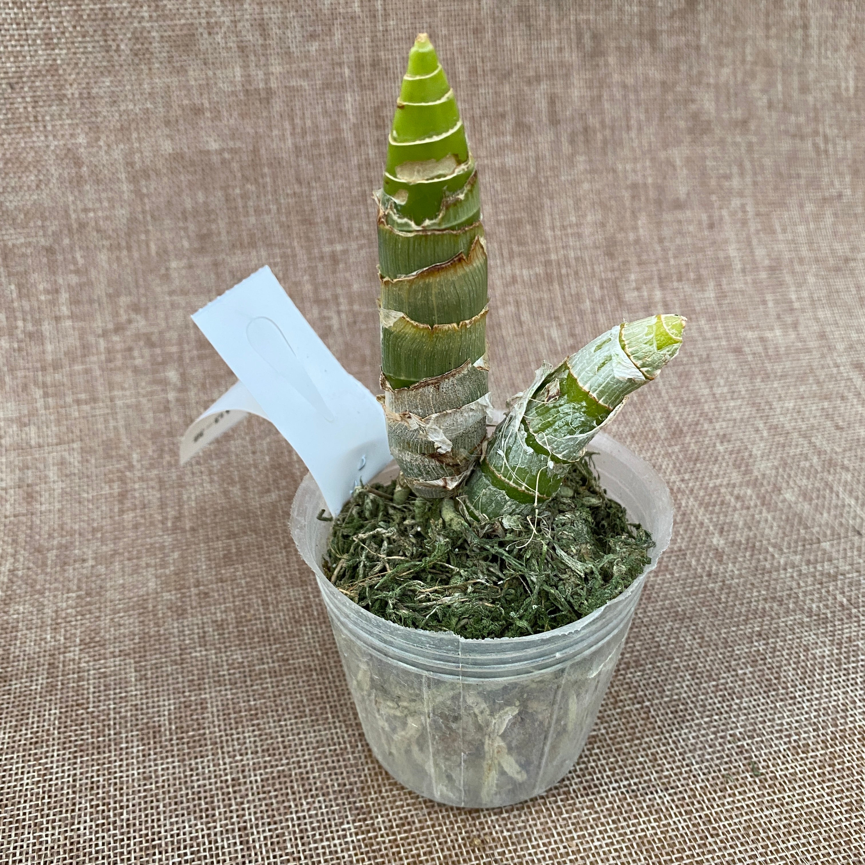 Cycnodes Wine Delight (вариегата) - интензивно ароматни цветя