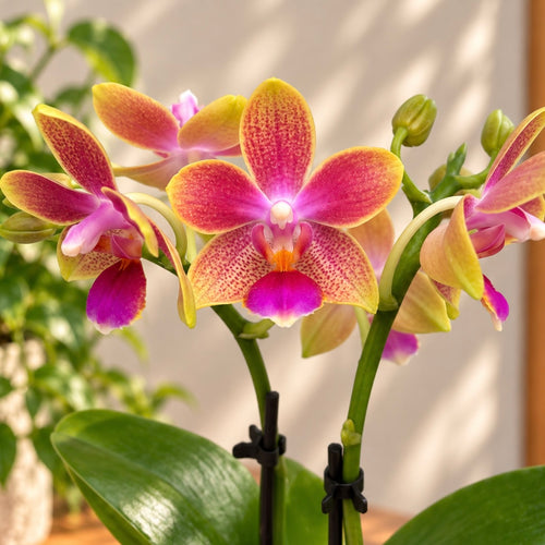 Phalaenopsis Aromio Spring (Утринен Бриз) - интензивно ароматни цветя - миниатюра