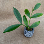 Hoya lobbii 'Black’