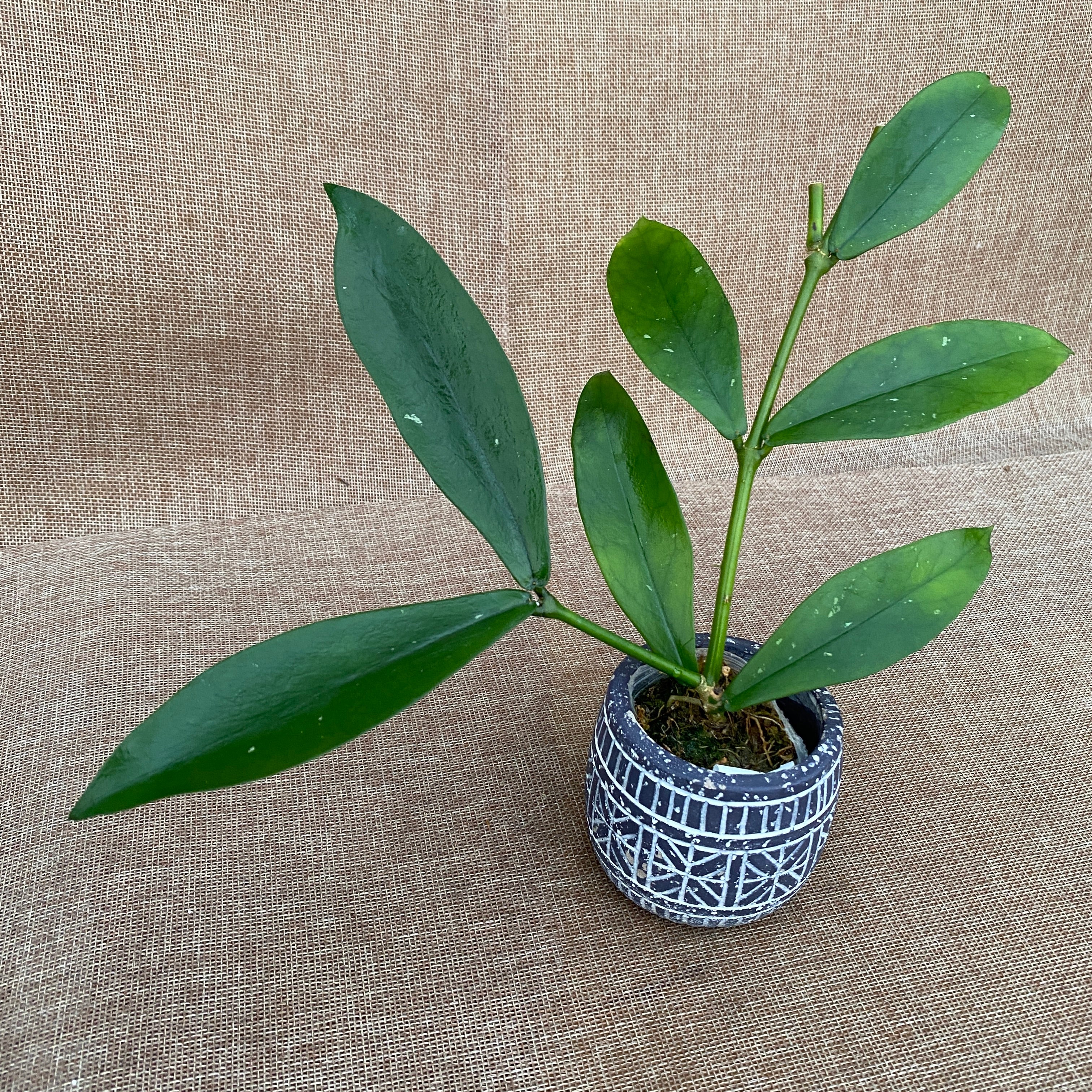 Hoya lobbii 'Black’